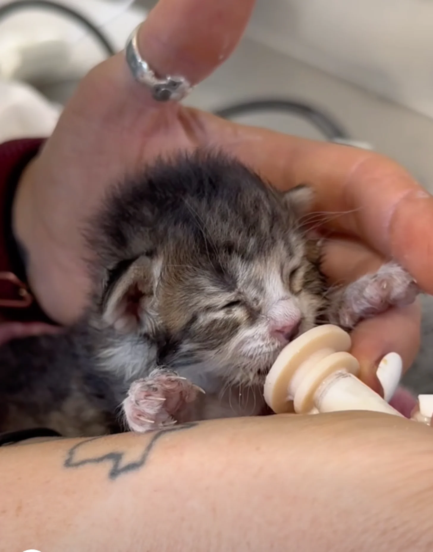 A person's hands hold a small gray and white kitten that is eating from a bottle. The person is wearing a ring and has a tattoo visible on their arm.