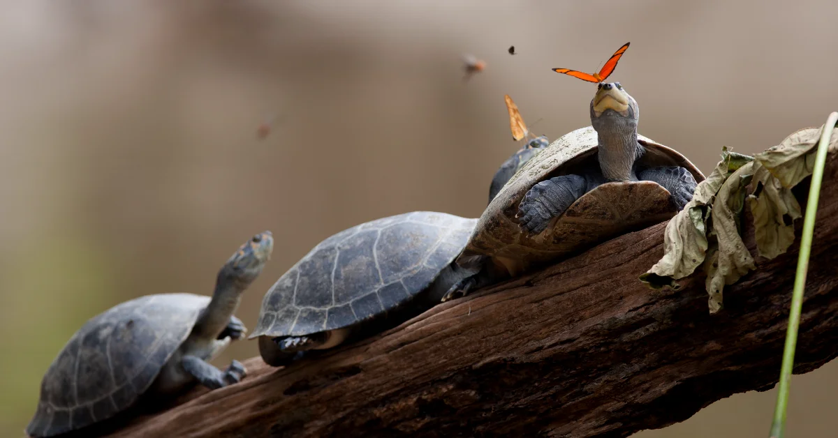 Three turtles rest on a log, with an orange and red butterfly perched on the central turtle's head. Blurred insects fly in the background.