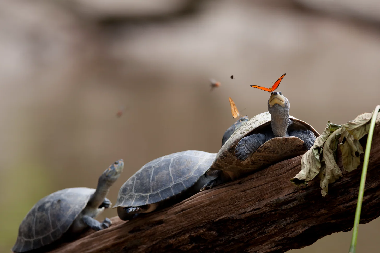 Three turtles rest on a log with an orange butterfly perched on one turtle's head, while additional insects fly in the blurred background.