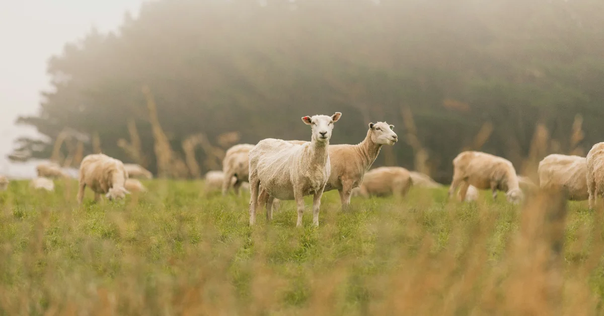 A herd of goats grazes in a grassy pasture with evergreen trees shrouded in fog in the background.