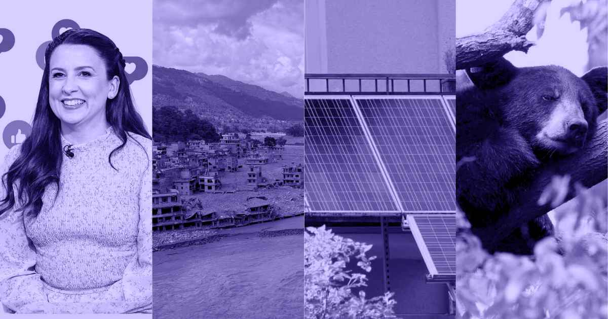 A photo collage of Ms. Rachel, flood-ridden establishments, a solar panel, and a black bear lying down amongst tree branches