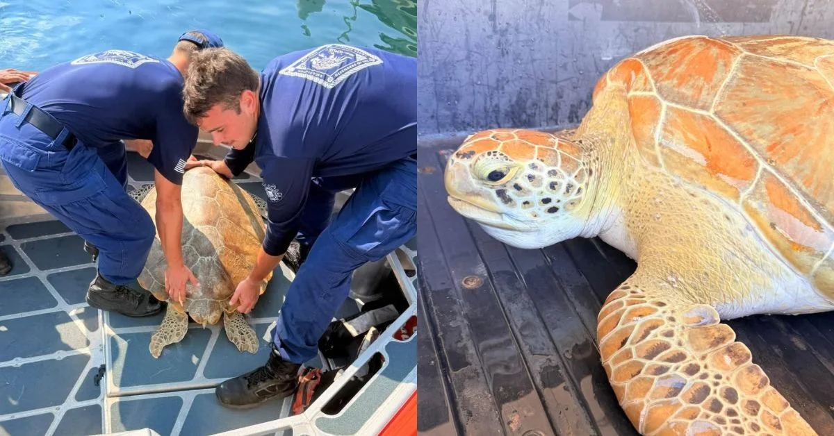Two photos of a sea turtle with orange and tan shell patterns. Left: Two people in blue uniforms holding the turtle on a boat. Right: Close-up of the turtle's head and front flippers resting on a dark surface.