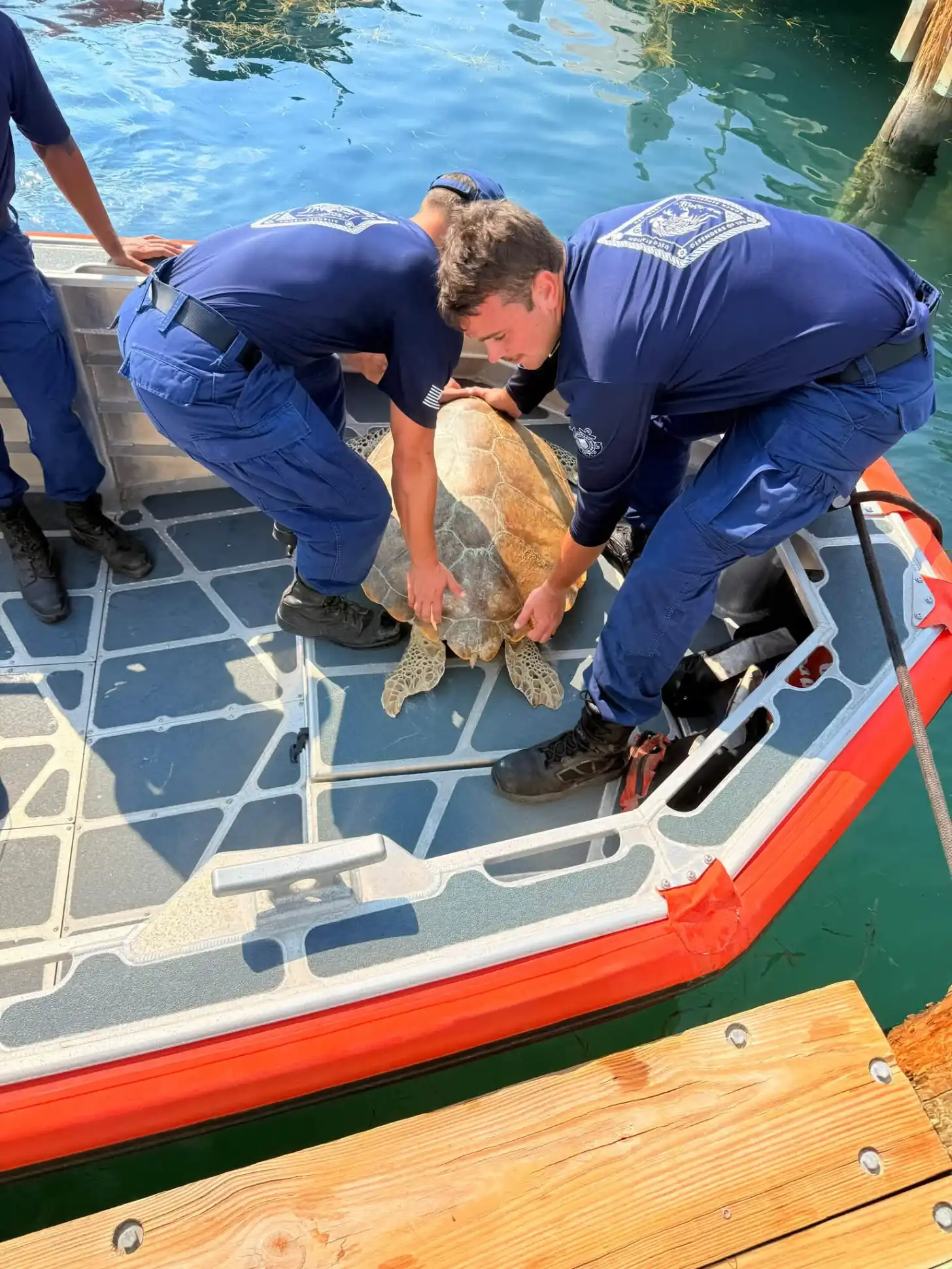 Two people in blue uniforms examine a sea turtle on a boat deck next to a wooden dock.