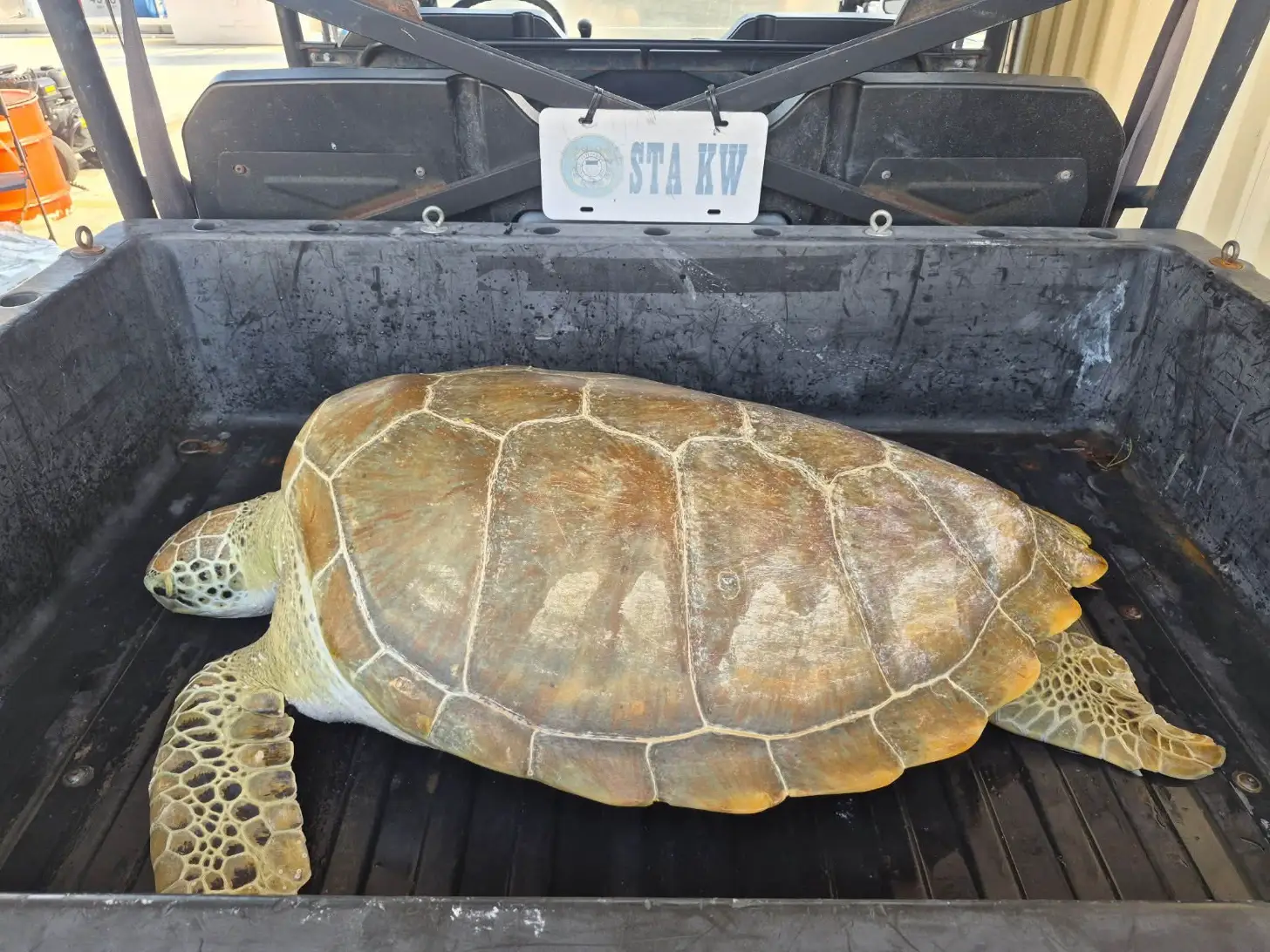 A sea turtle with a brown shell rests in a black truck bed. The vehicle displays a license plate reading "STA KW."