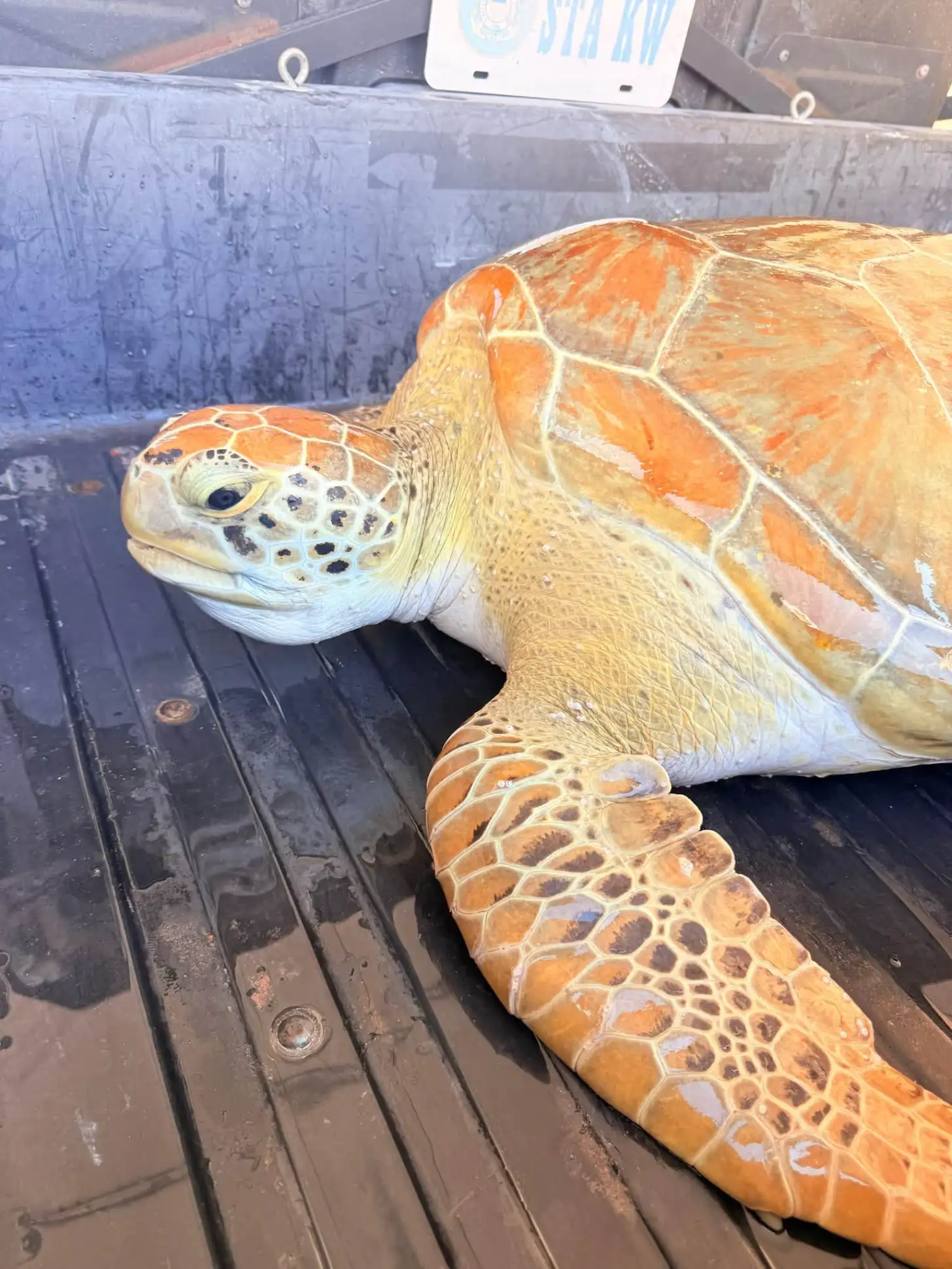 Sea turtle with brown and cream-colored shell rests on dark wooden deck of a boat.