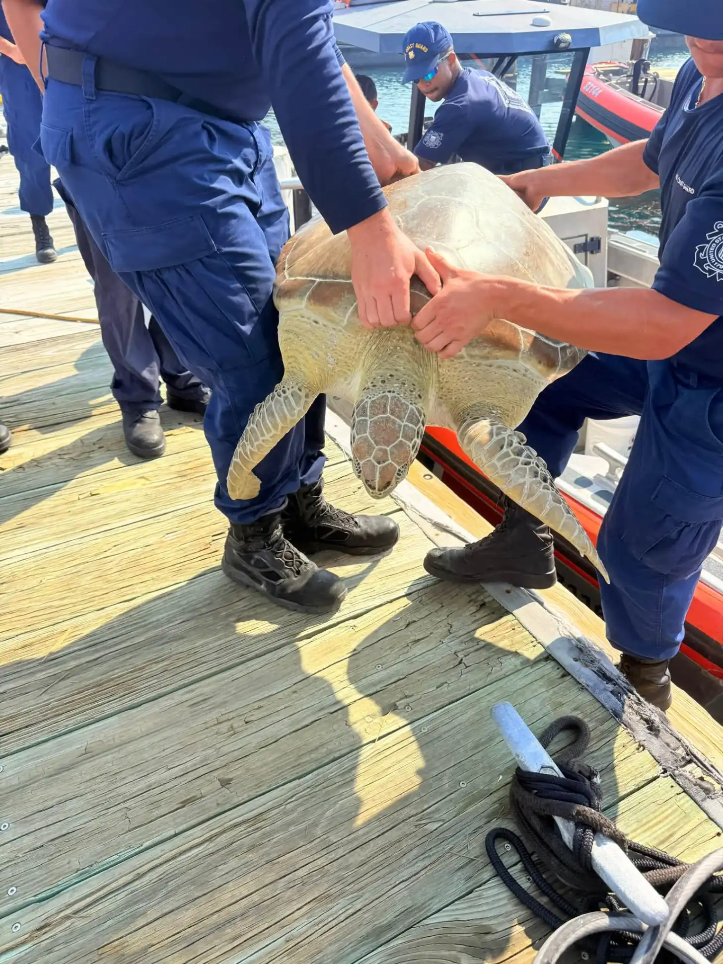 Several people in blue uniforms examine a large sea turtle on a wooden dock next to boats and water.