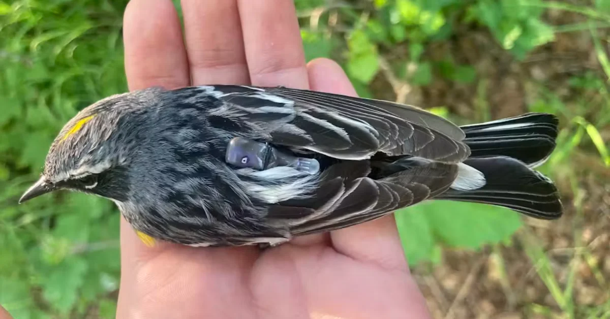 A small black bird with white and gray markings and a yellow patch on its wing rests in an open human hand against a green, leafy background.