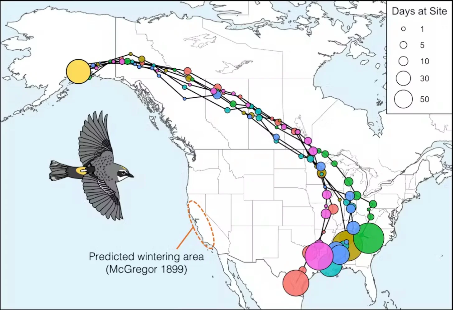 Map showing migration routes of a bird species marked with colored dots of varying sizes across North America, from breeding grounds in Canada and the northern United States to wintering areas in the southern United States and Mexico. A legend indicates circle sizes represent days at site from 1 to 50 days. An illustration of the bird appears at left, and a dashed outline shows a predicted wintering area dated McGregor 1899.