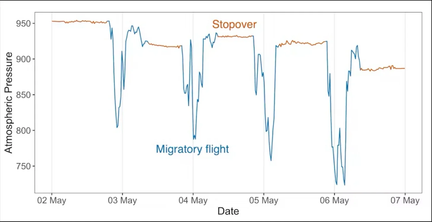 Line graph showing atmospheric pressure from May 2-7, with two overlaid data series: orange line labeled "Stopover" remaining relatively stable between 920-950 millibars, and blue line labeled "Migratory flight" fluctuating dramatically between 750-950 millibars with multiple sharp drops and rises.