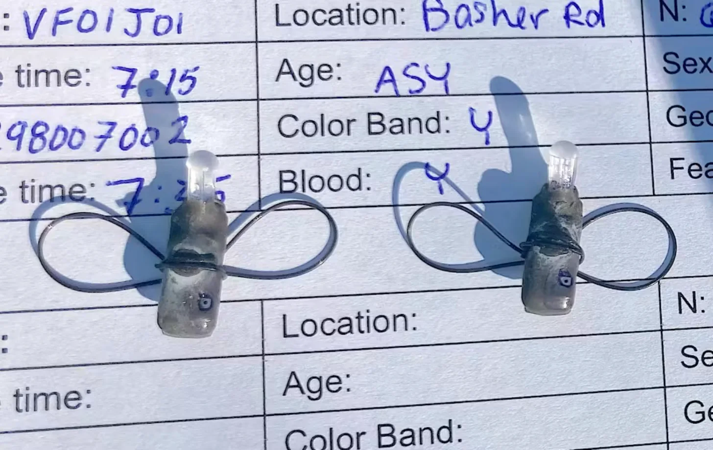 Two bird identification tags placed on a data sheet containing fields for location, age, color band, and blood type information.
