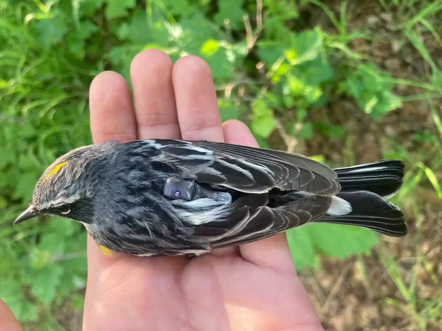 A small black bird with white markings and a yellow spot on its wing rests in an open hand against a blurred green foliage background.
