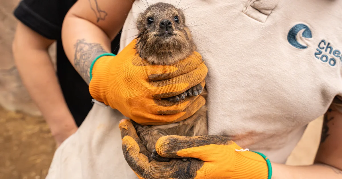 A baby rock hyrax is held by a person wearing a "Chester Zoo" shirt and orange gloves. The baby rock hyrax looks directly at the camera.