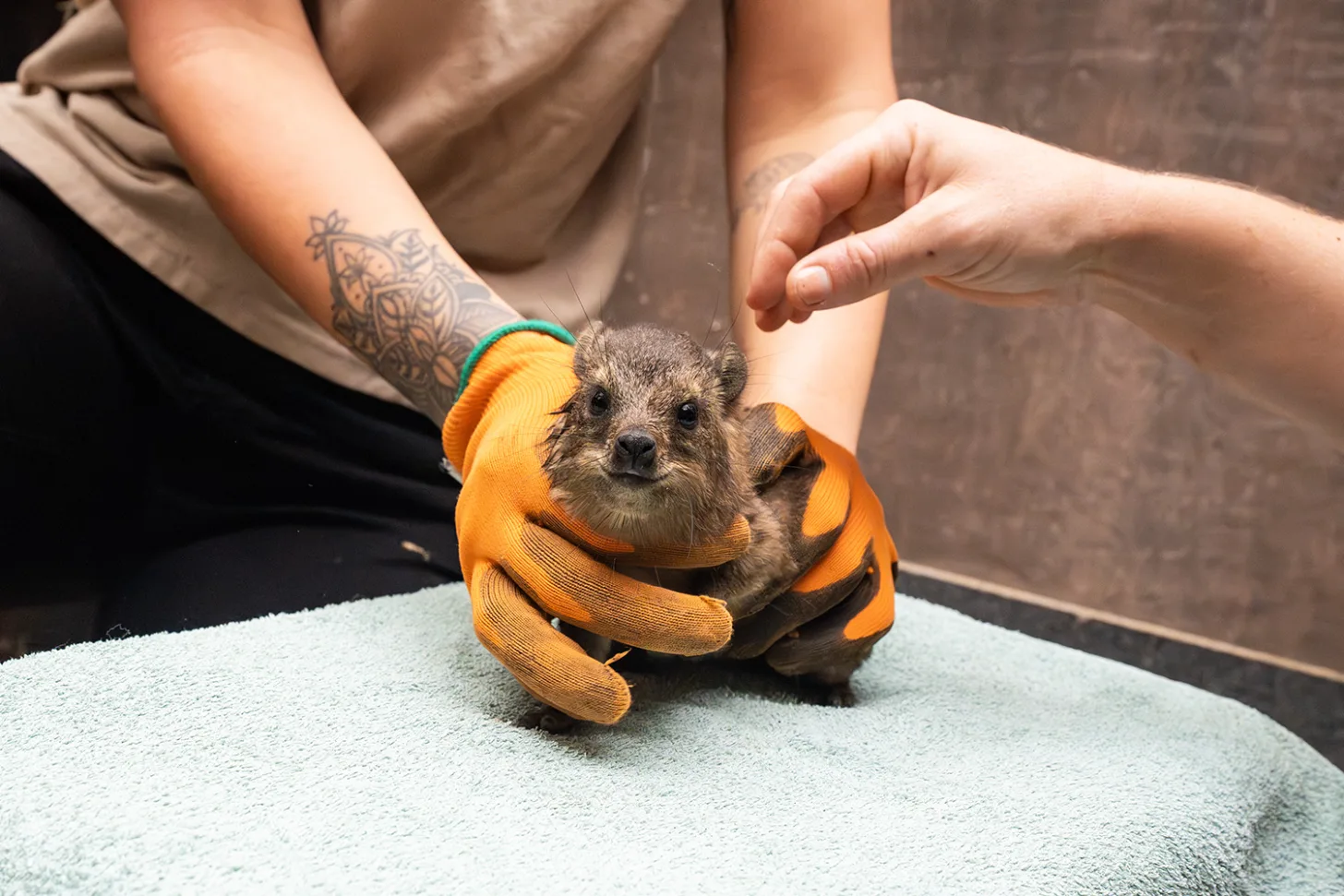 A baby rock hyrax sits on a light blue towel while two gloved hands gently touch it. The person holding the animal has a tattoo visible on their left arm.