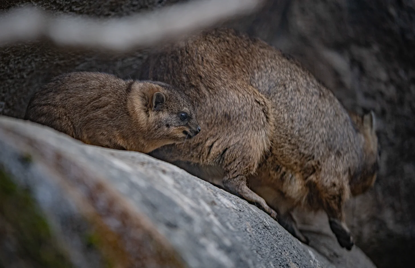 A baby rock hyrax rests on a gray rock, looking toward the camera with a visible eye and dark nose.