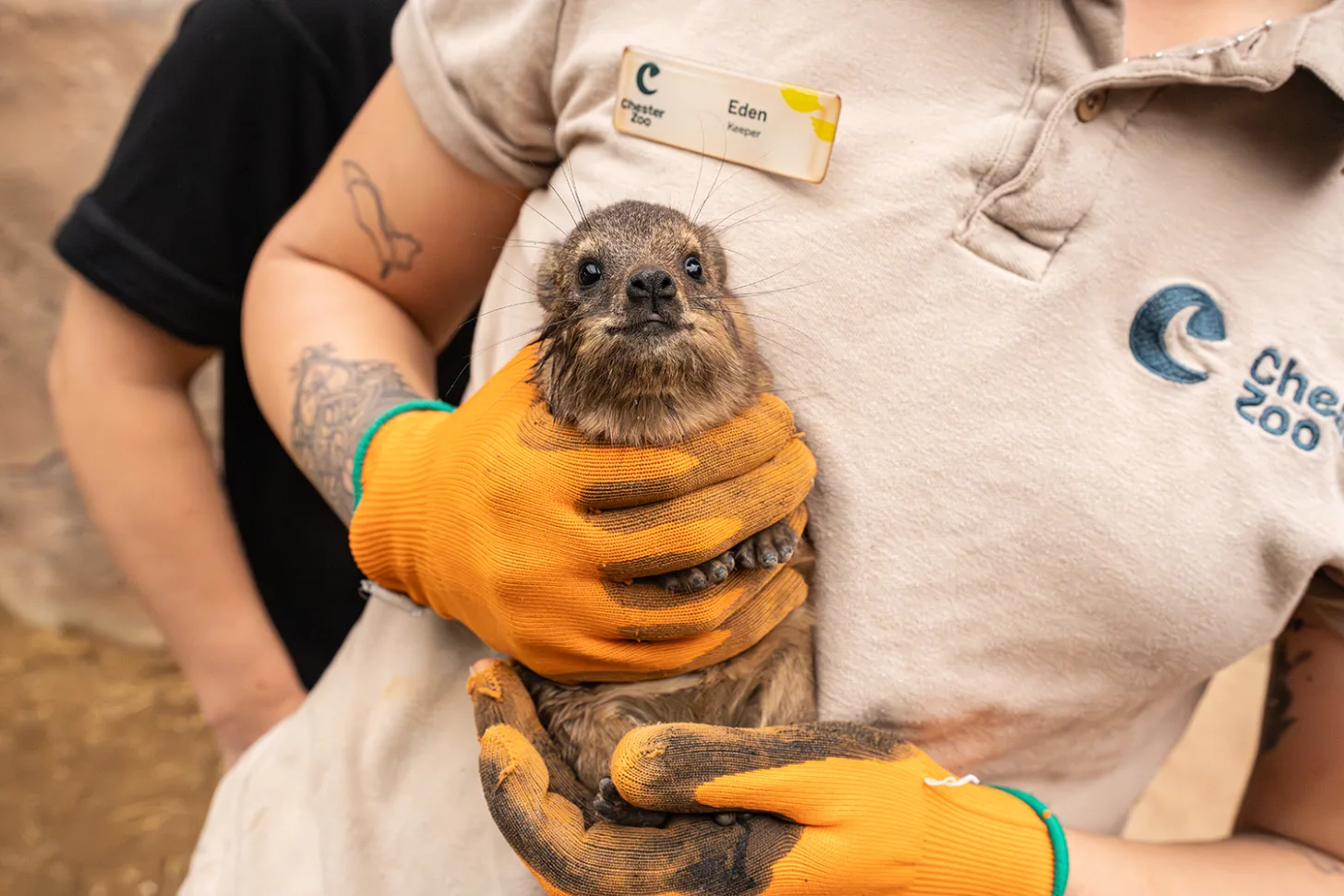 A baby rock hyrax is held by a person wearing a "Chester Zoo" shirt and orange gloves. The baby rock hyrax looks directly at the camera.