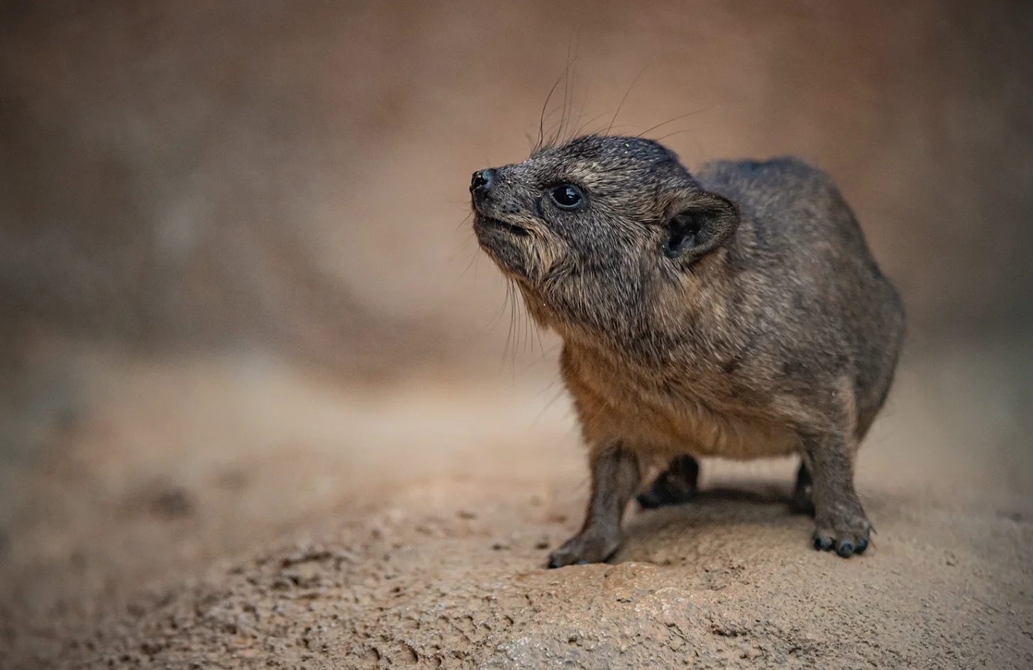 A baby rock hyrax with gray-brown fur and prominent whiskers stands on sandy ground, looking upward. The animal has dark eyes and visible front teeth, with a blurred tan background.