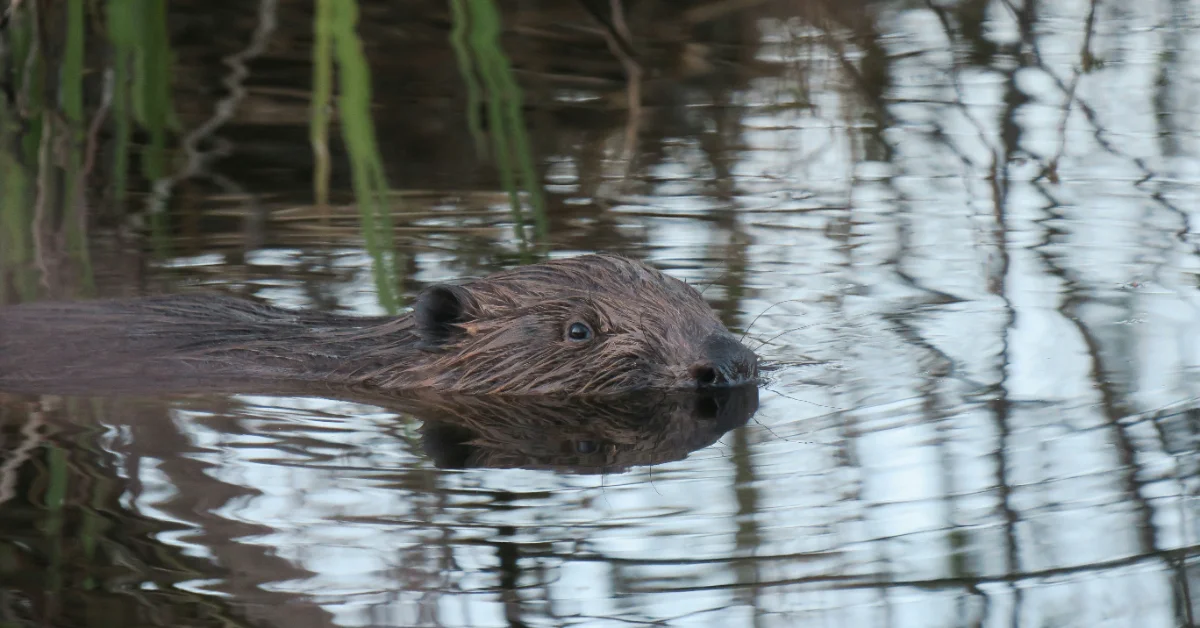 A brown beaver swimming in dark water with green reeds and bare branches reflected on the surface.