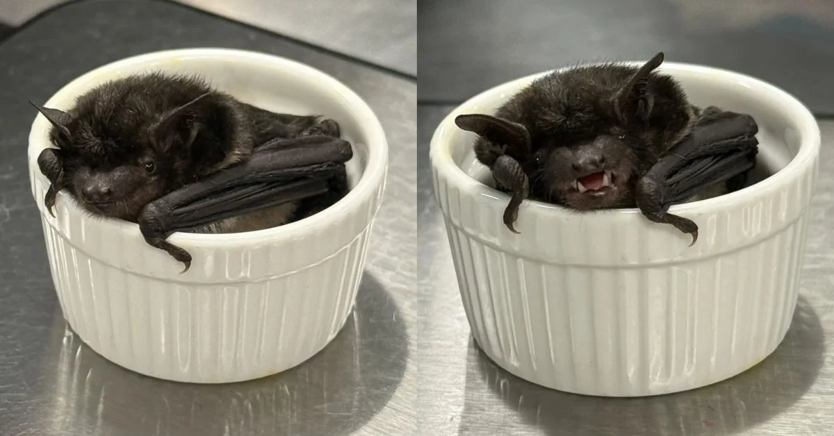 A bat rests in a white ceramic bowl, shown from different angles. The bat displays its wings folded against its body with visible facial features and ears.