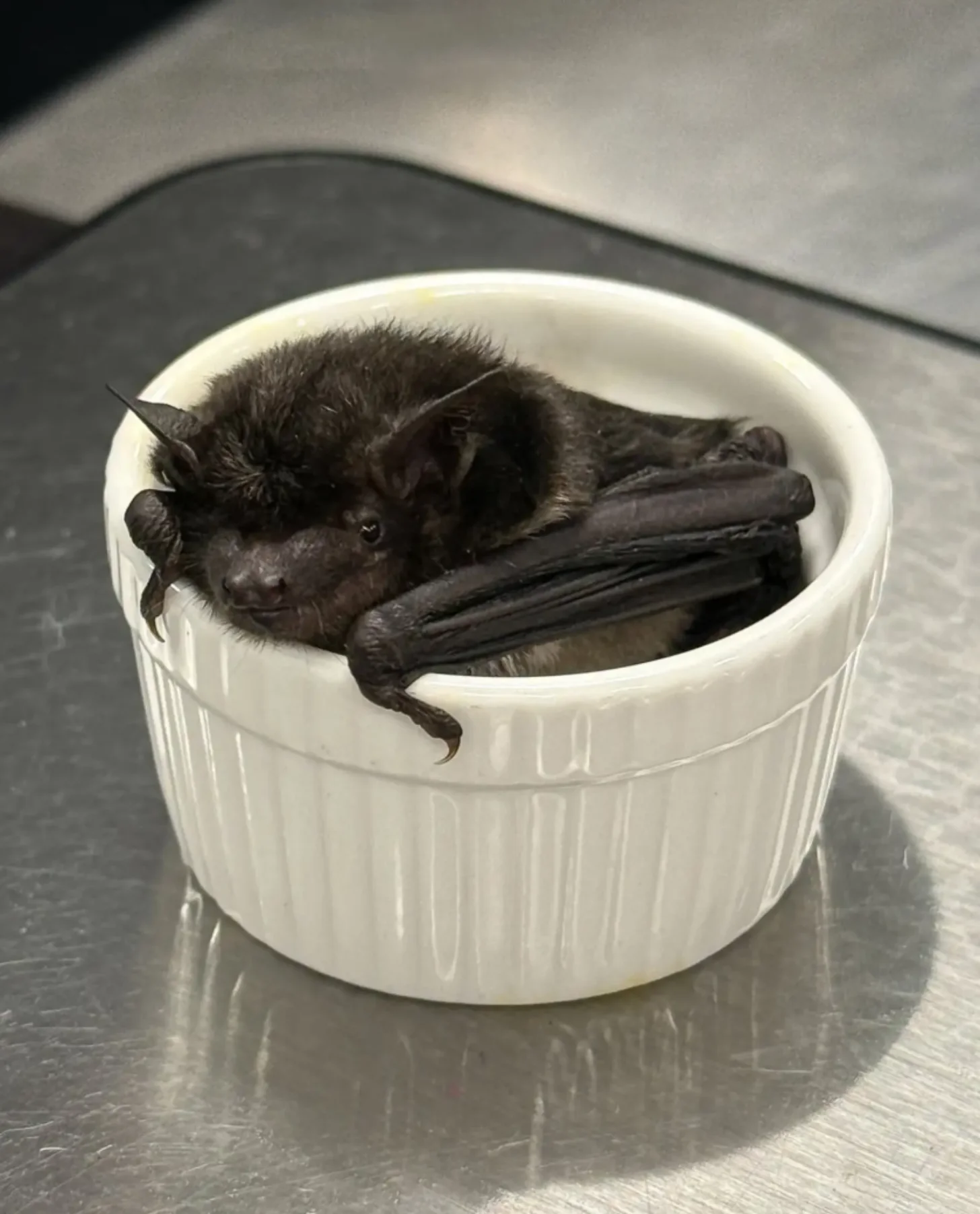 A black bat rests in a white ceramic bowl on a gray surface.