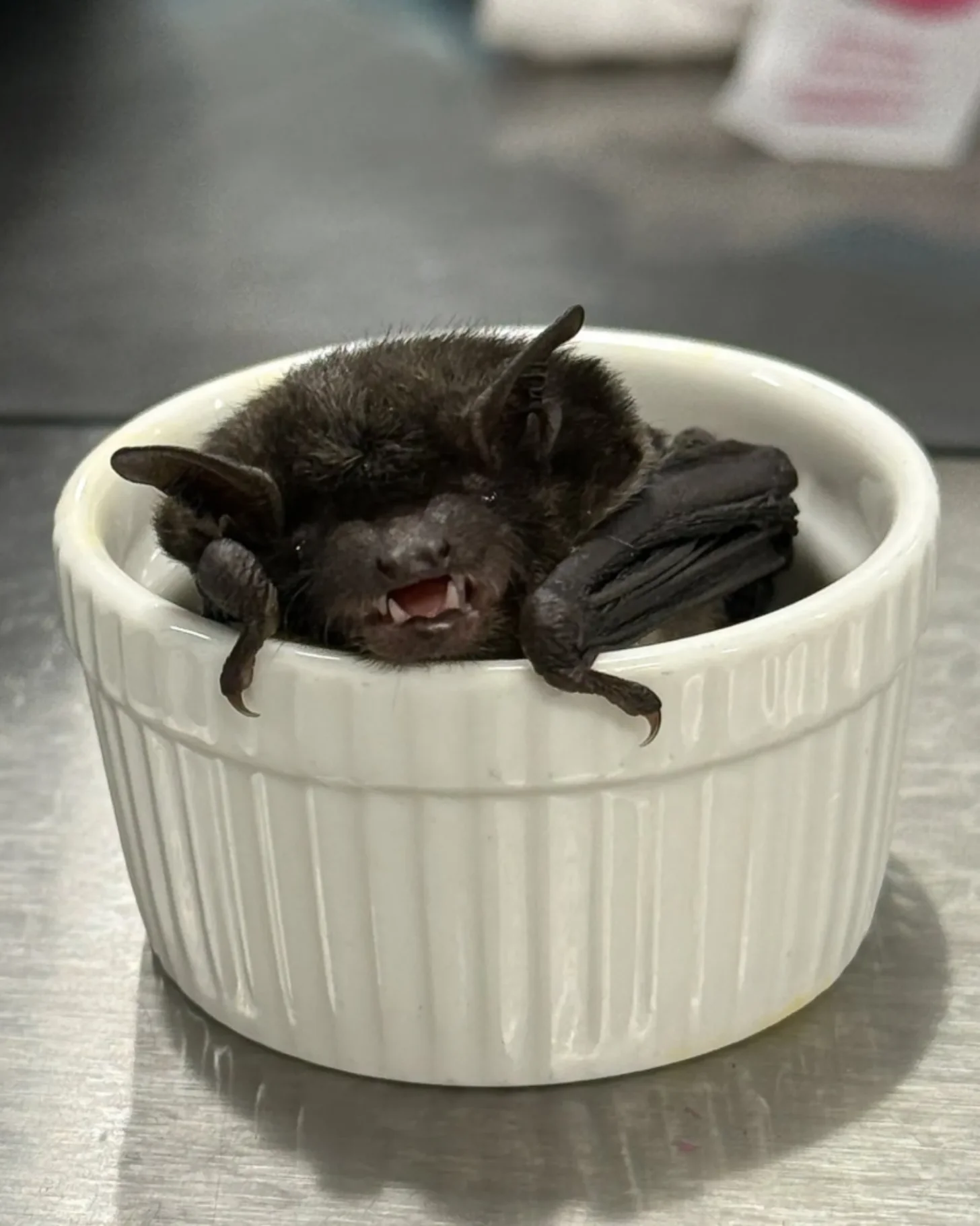A dark-colored bat with wings folded sits in a white ceramic bowl, its mouth open.