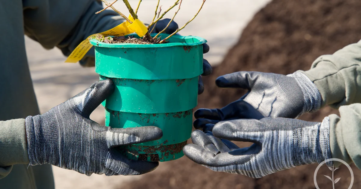 Two people wearing work gloves hold a turquoise cylindrical container filled with soil and a small plant with bare branches, outdoors near a tree trunk.