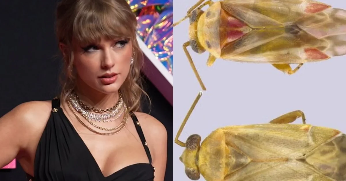 Left: Taylor Swift, a blonde woman wearing a black halter top and layered silver chains. Right: Two insects with tan and yellow wings and long legs shown from above against a light background.