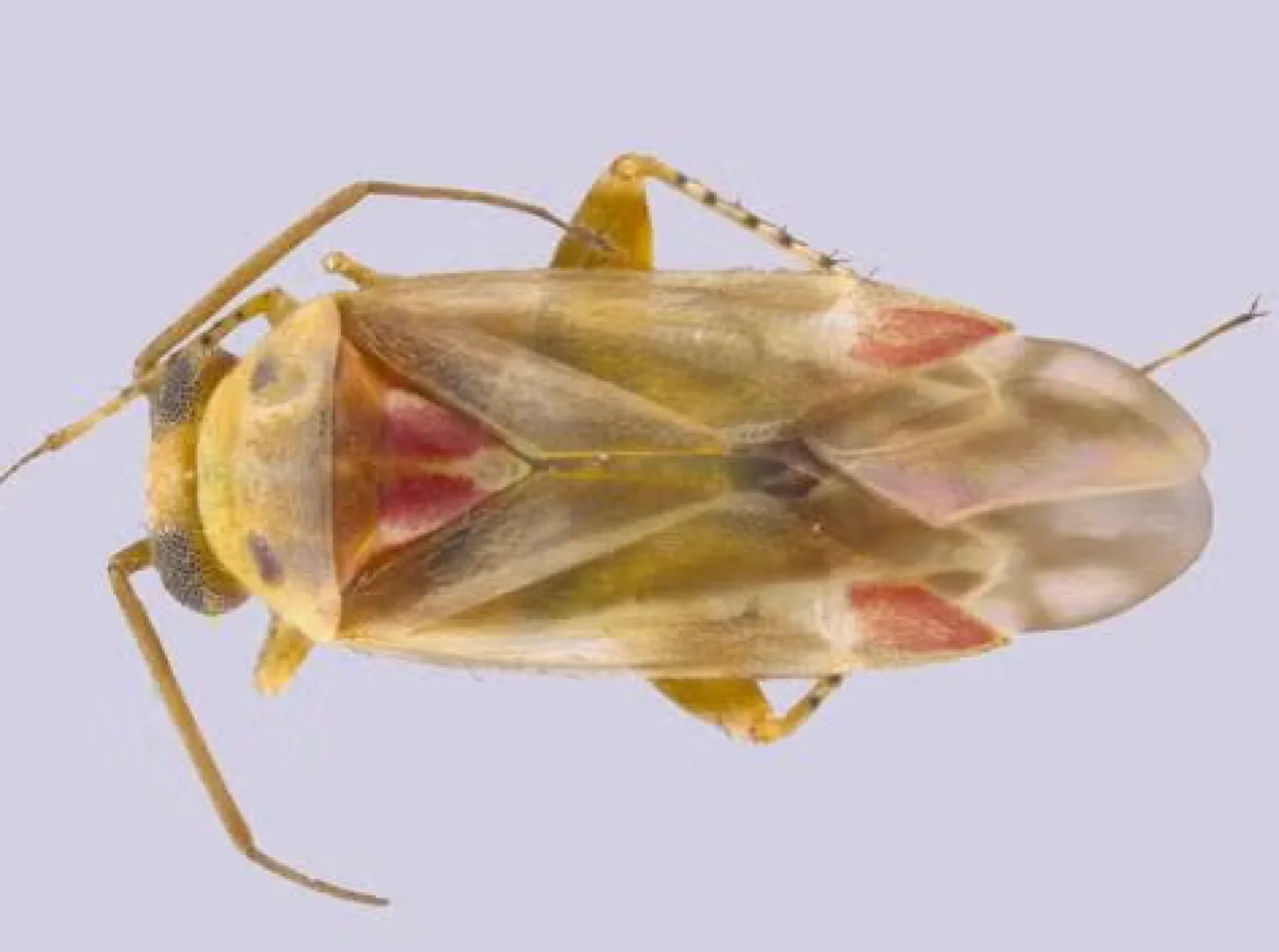 Tan and yellow insect with long antennae and reddish markings on its wings, shown from above against a light purple background.