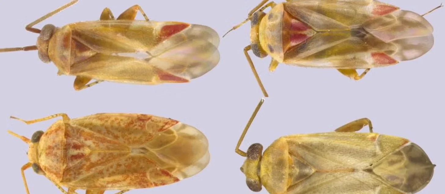 Four insects with tan and reddish-brown wings and bodies arranged in a grid against a light blue background, shown from above at different angles.