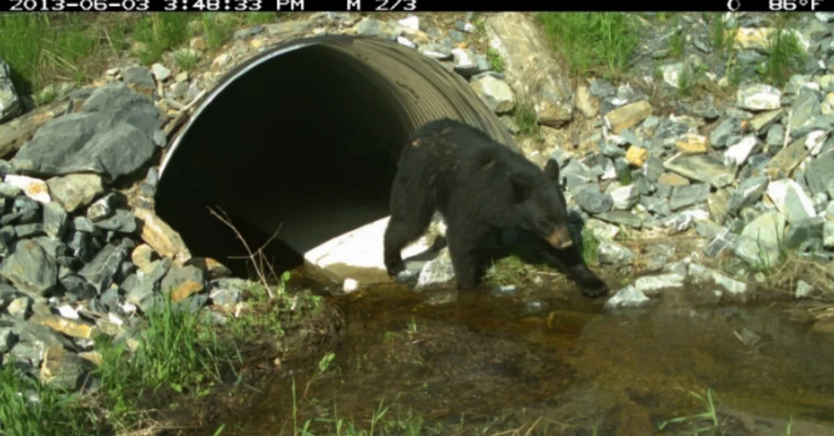 A dark-colored bear emerges from a large metal culvert pipe alongside a rocky streambed, dated June 3, 2013.