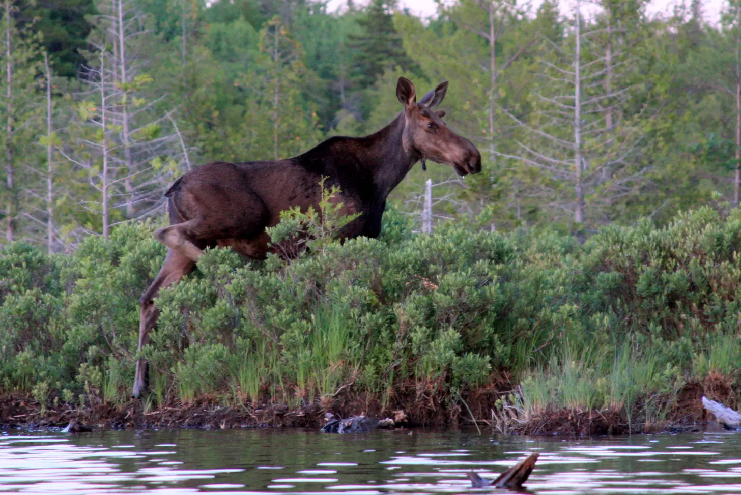 A dark brown moose walks through sagebrush along a river, with coniferous forest and dead trees visible in the background.