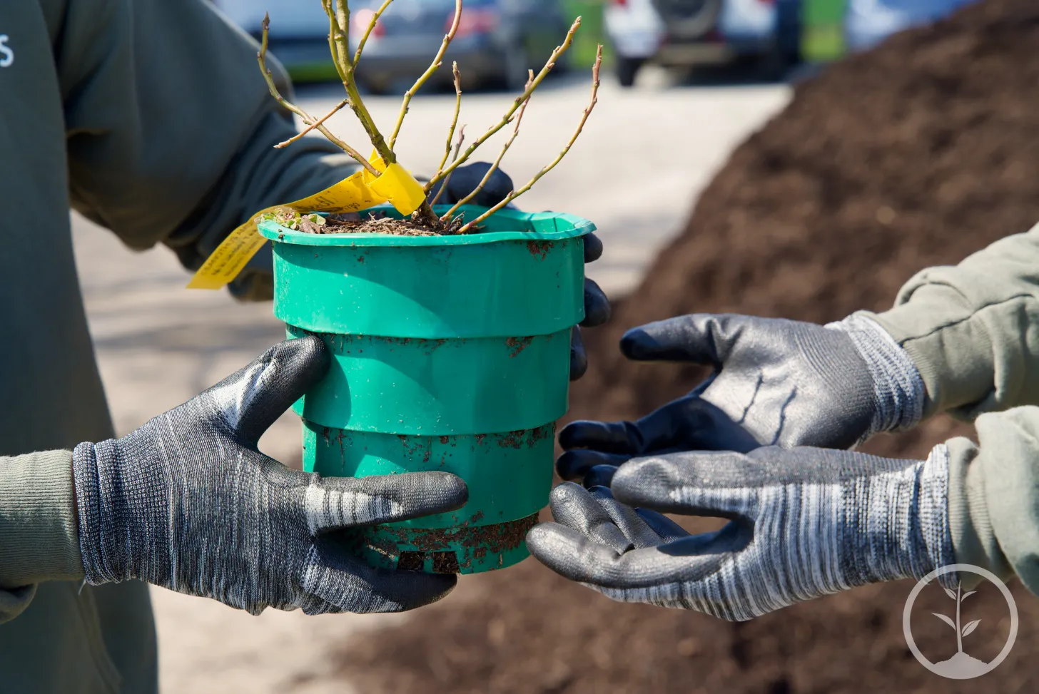 Two people wearing work gloves hold a small potted plant with bare branches in a turquoise container at what appears to be an outdoor planting event.
