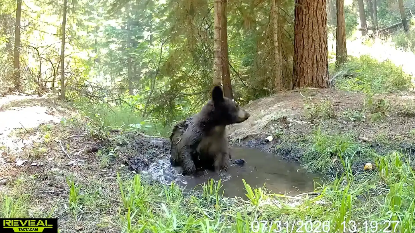 A black bear wades through a shallow stream in a forested area with tall trees and green vegetation along the banks.