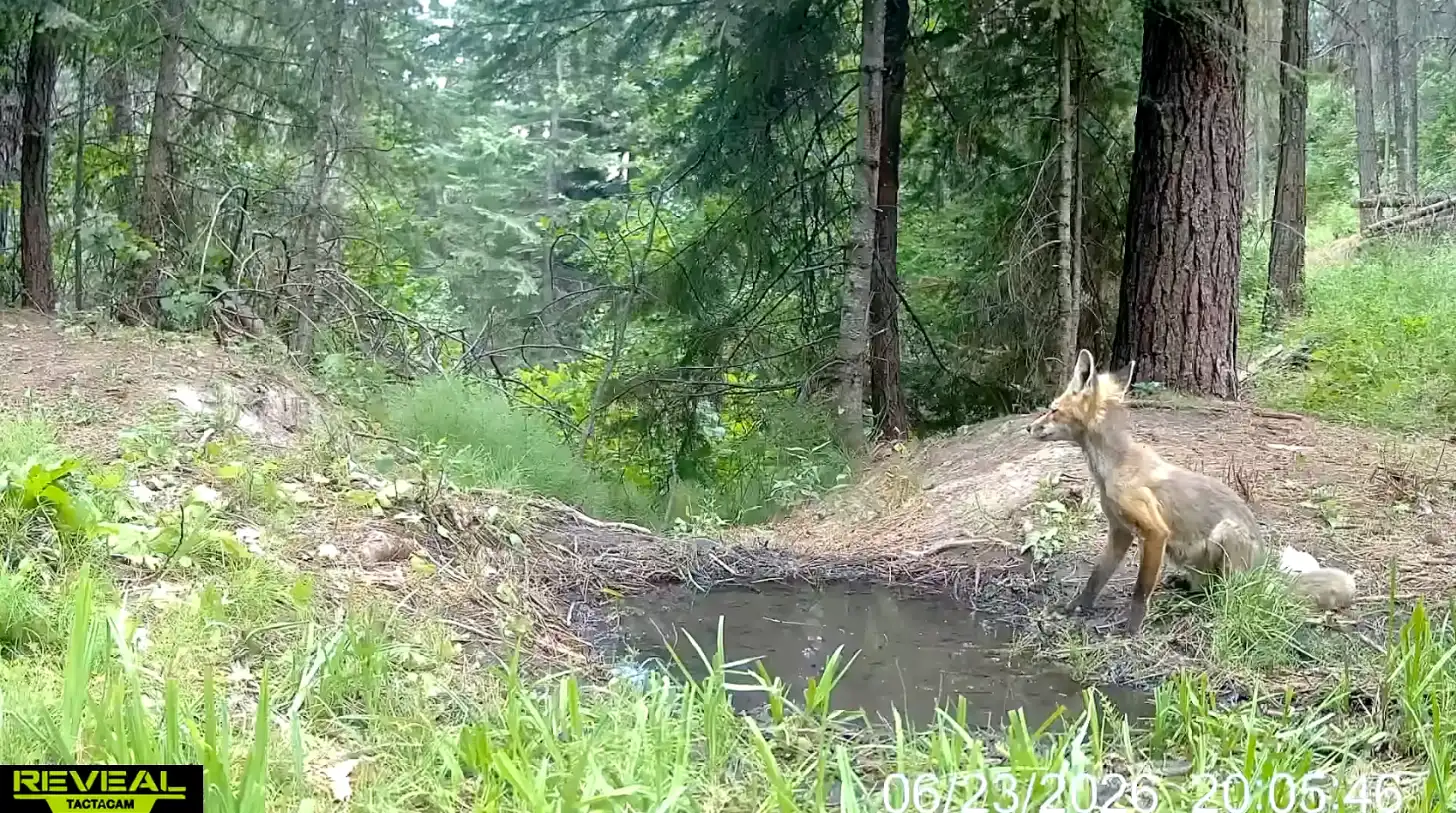 A tan-colored canine stands on a forest path beside a small dark pool of water, with tall trees and green vegetation surrounding the scene. Timestamp visible: 06/28/2025 20:06:40.