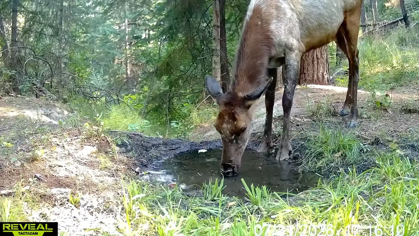 An elk drinks from a small stream in a forested area with evergreen trees and undergrowth.