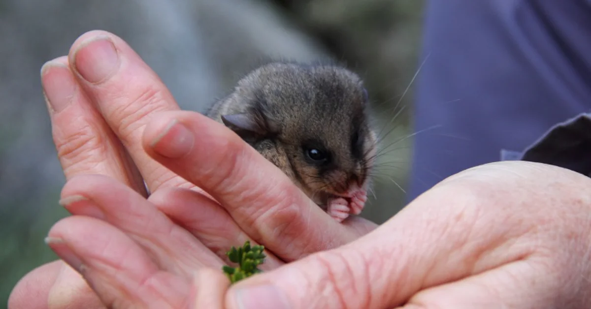 A small gray and white marsupial with pointed ears rests in cupped human hands, with a small green plant visible nearby.