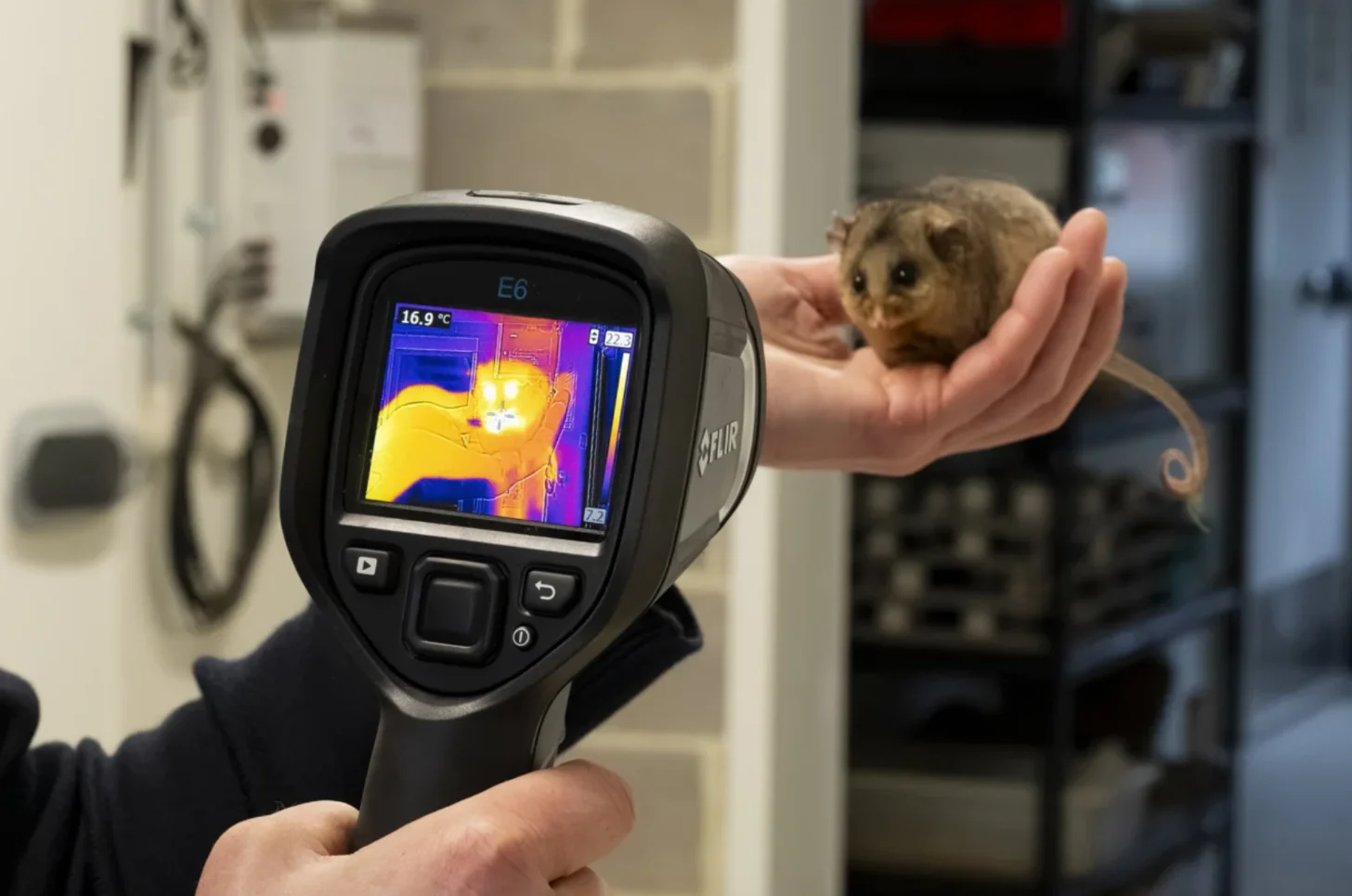 A thermal imaging camera displays a heat map showing a small brown animal held in someone's hand, with the temperature reading 16.9°C visible on the screen.