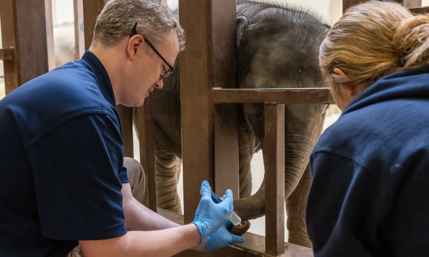 A man wearing glasses and blue gloves reaches toward an elephant's trunk while standing beside a woman in a blue jacket, separated by wooden railings.