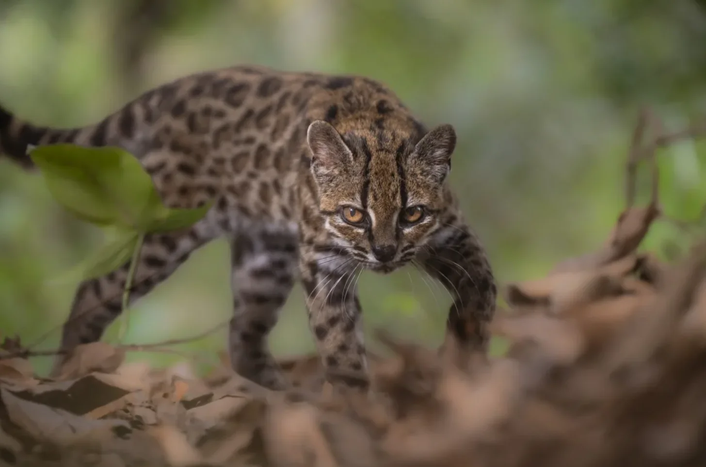 A spotted wild cat with golden eyes walks toward the camera on rocky ground surrounded by green foliage and branches.
