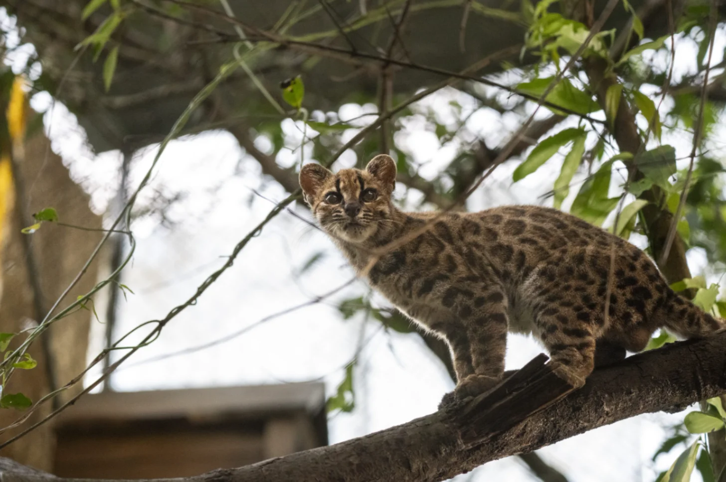A spotted wild cat cub perches on a tree branch surrounded by green leaves, looking toward the camera.