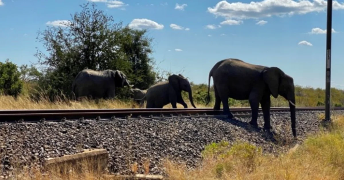 Four elephants walk across railroad tracks beside dry grass and vegetation under a clear sky.