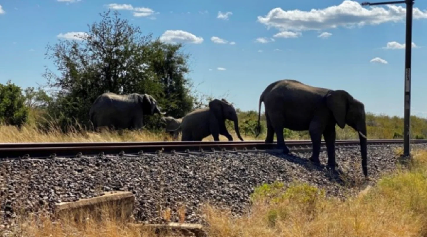 Three elephants walk across railroad tracks beside dry grassland and trees under a blue sky with white clouds.