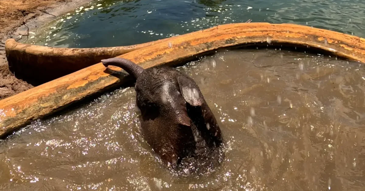 A dark-colored animal submerged in murky water within wooden-framed enclosures, with its head and ears visible above the surface.