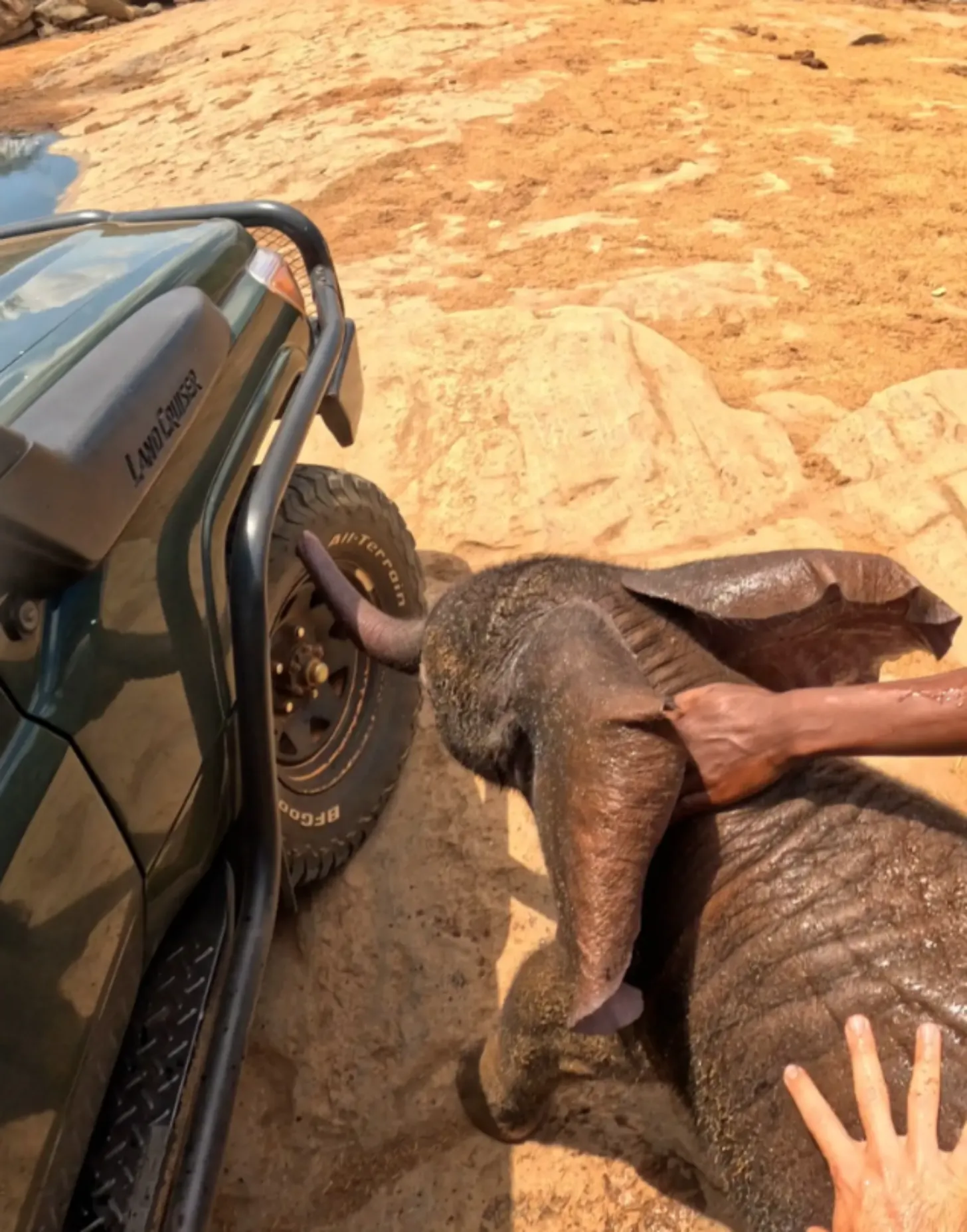 A person's hands and arms touch a baby elephant next to a military-style jeep with a roll cage on sandy, rocky terrain.