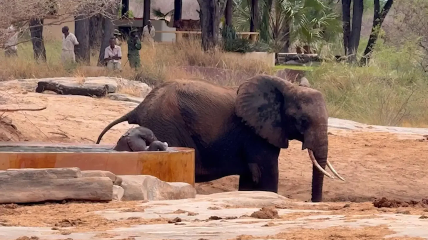 A large elephant with visible tusks drinks from a water trough in an enclosure with sandy ground and logs. Its baby is trapped in a watering hole. Several people stand in the background near structures and vegetation.
