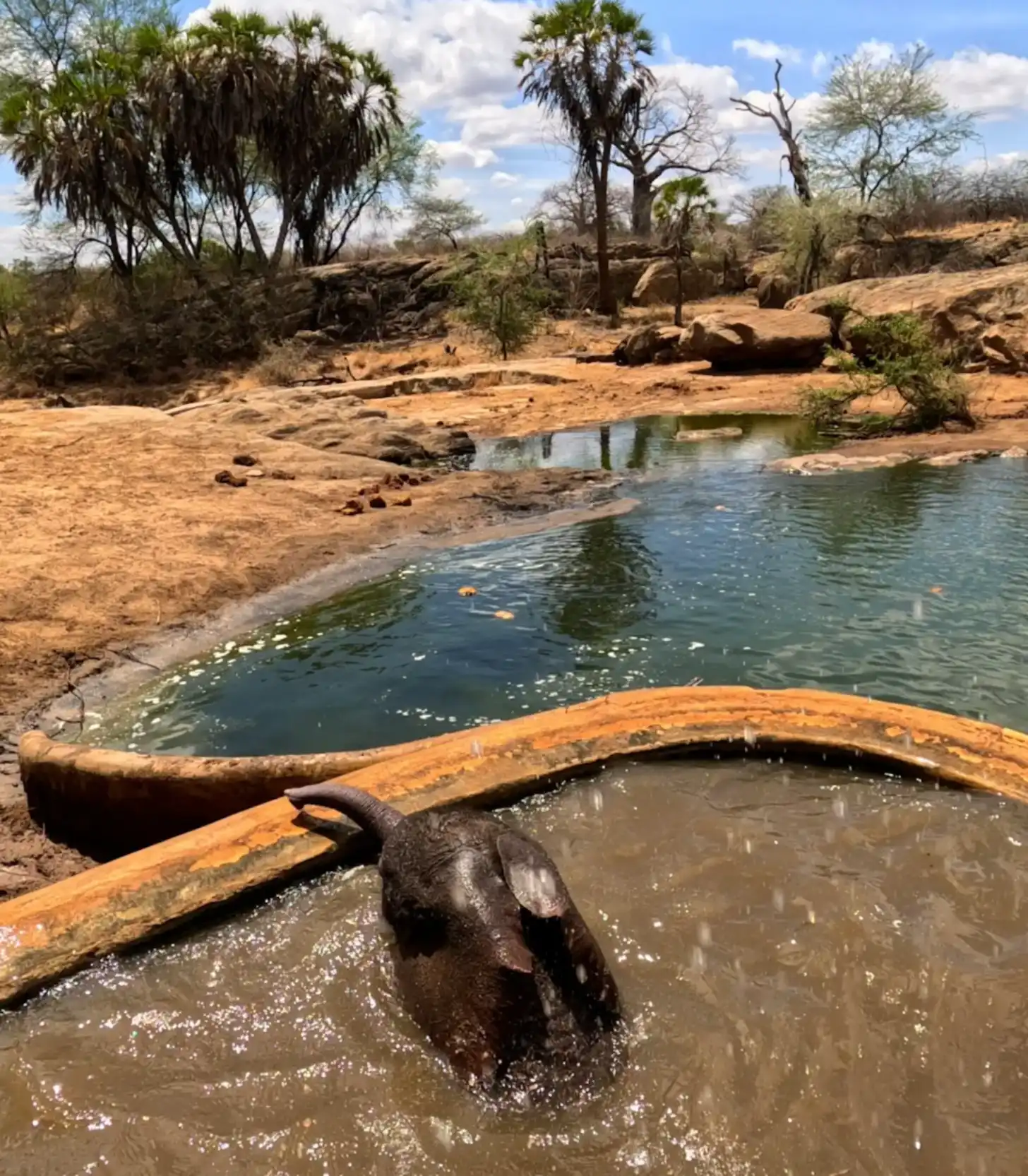 An elephant's head and trunk emerge from a wooden trough filled with murky water in an arid landscape. A clearer water source lies beyond, surrounded by rocky terrain, sparse vegetation, and palm trees under a partly cloudy sky.