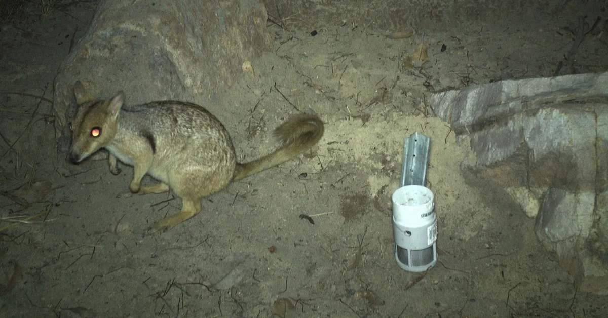 A small furry animal with glowing eyes on sandy ground next to a white cylindrical measurement device with a metal rod.