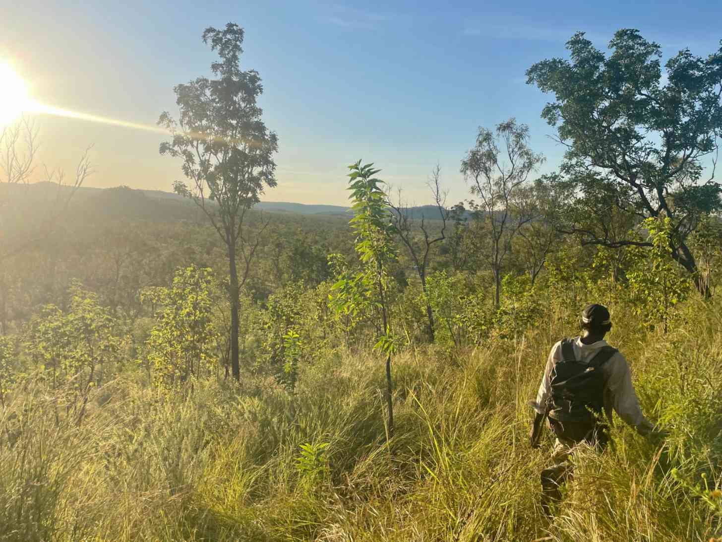 A hiker in a black backpack stands in tall grass facing a forested valley with scattered eucalyptus trees under morning sunlight.