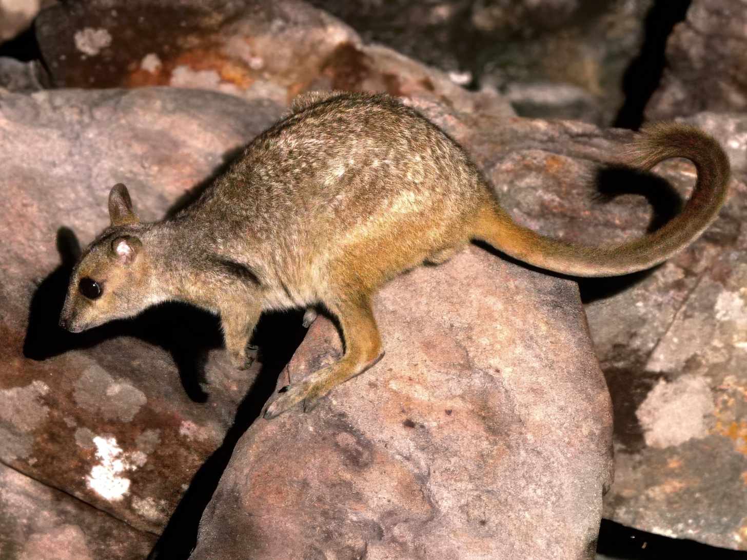 A small brown and gray marsupial with a curved tail walks across rocks, looking toward the camera.