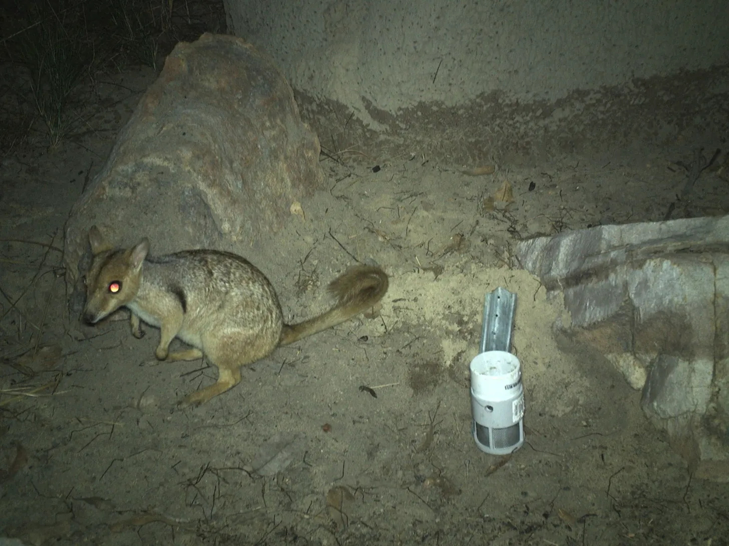 A small brown marsupial with a glowing eye stands on sandy ground next to a white cylindrical measurement device, with rocks visible in the background.