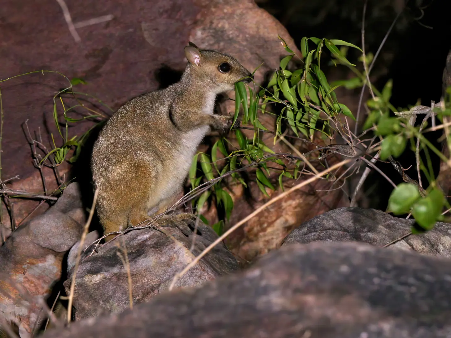 Small brown and white mammal standing on rocky ground, reaching toward green plant leaves and branches.